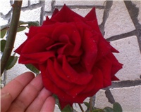 10933225-sv.PERO i CURE 389.jpg